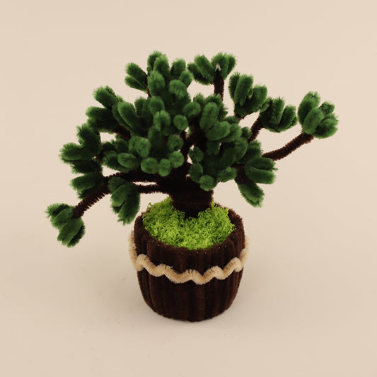 Jade Plant DIY Kit