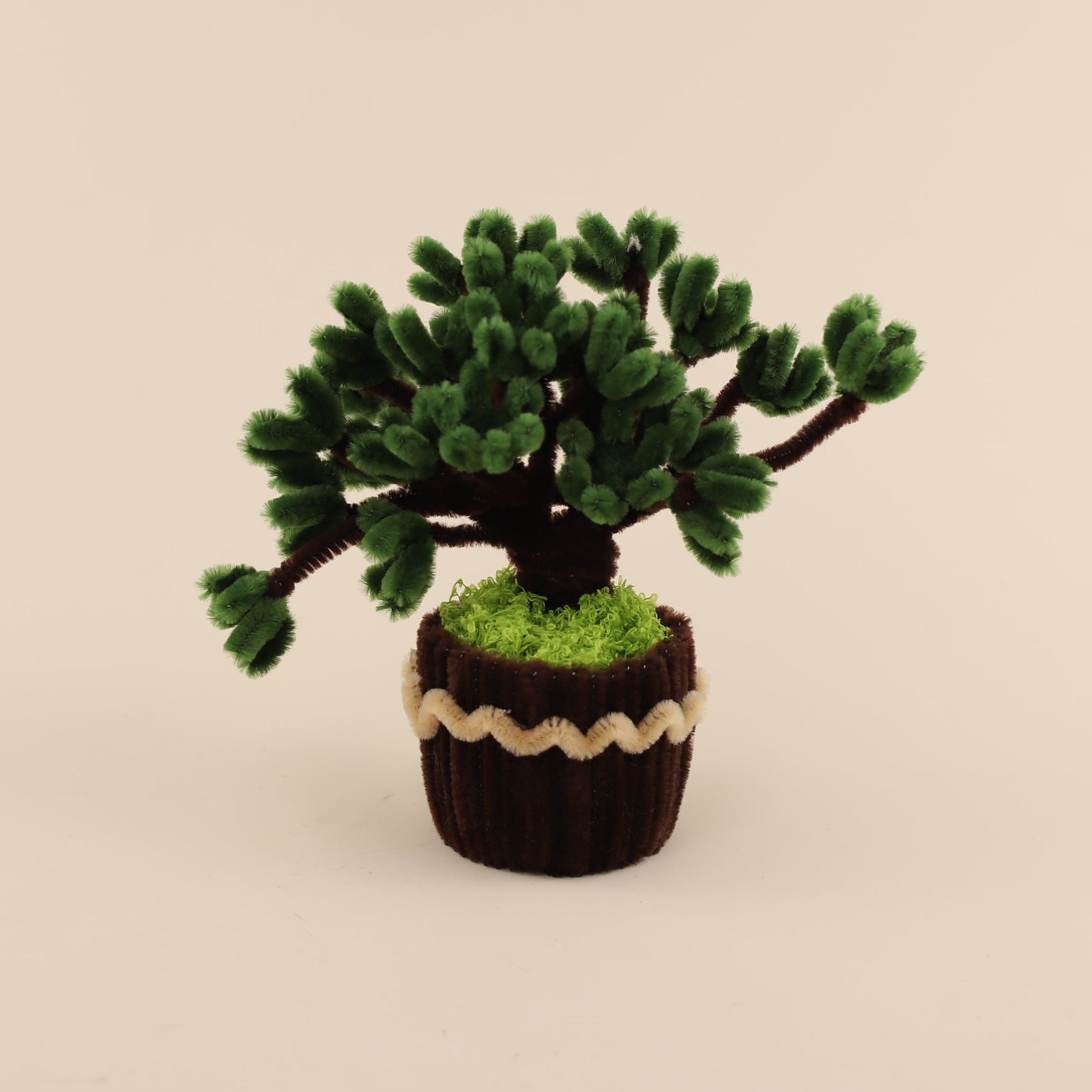 Jade Plant DIY Kit