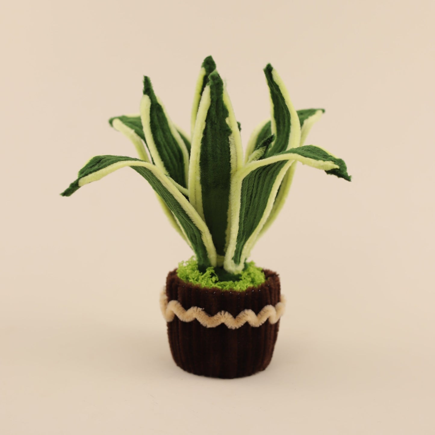 Snake Plant DIY Kit