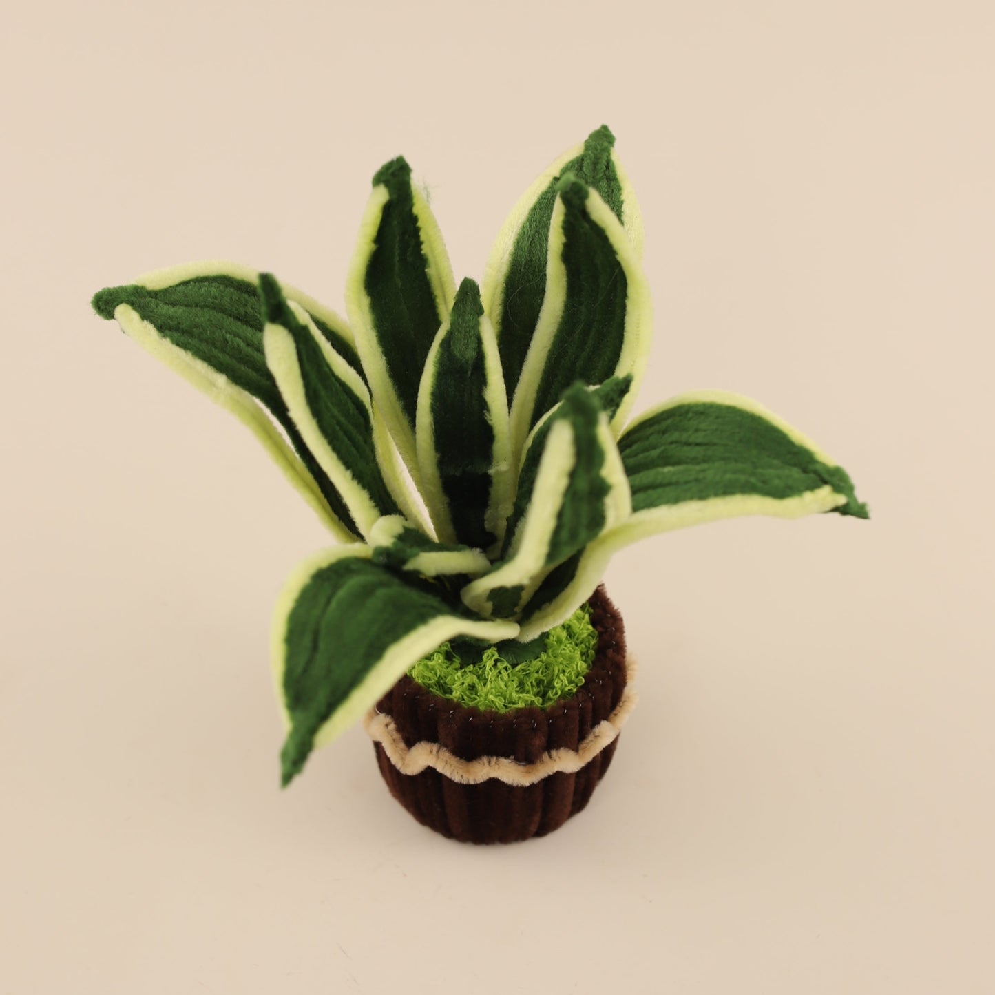Snake Plant DIY Kit