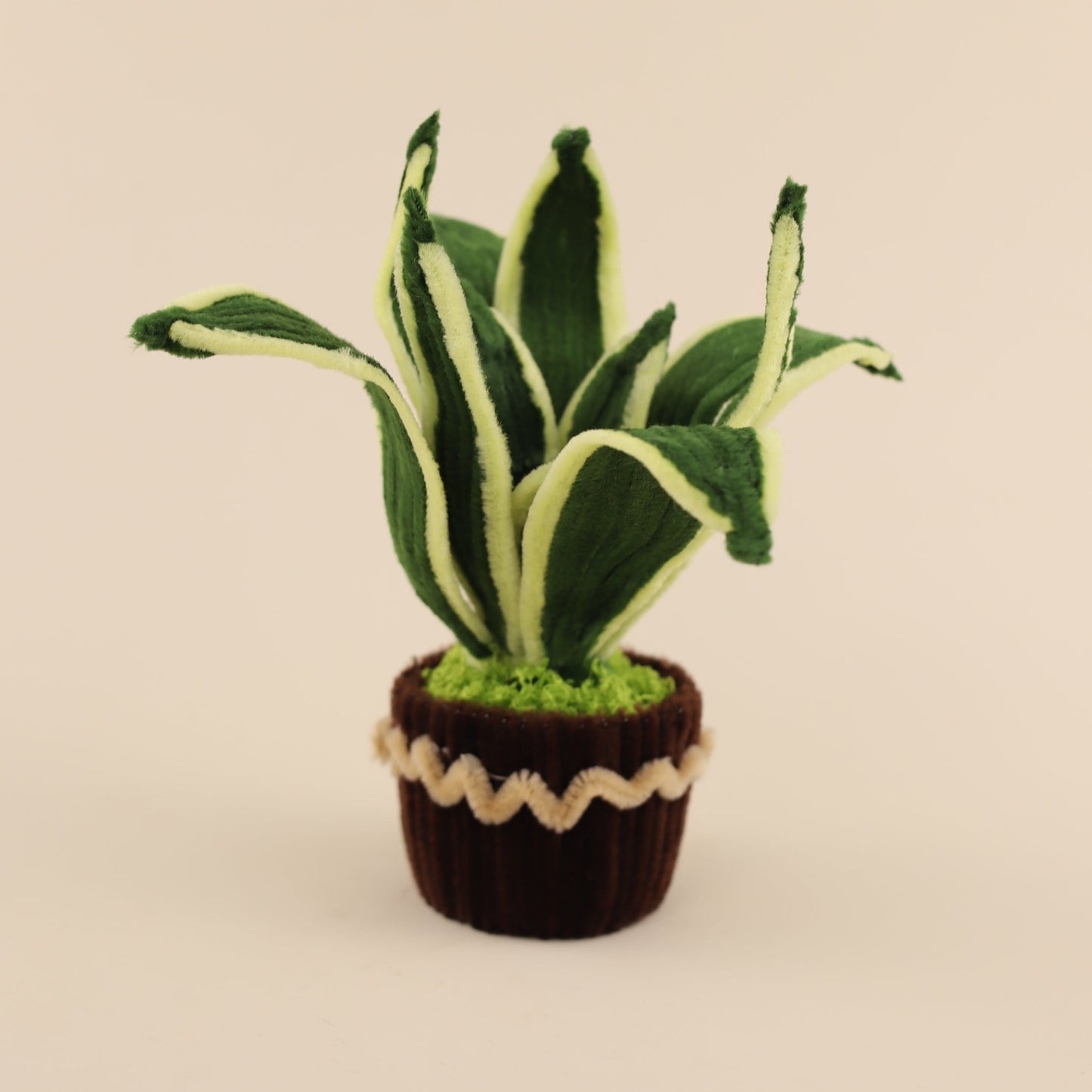 Snake Plant DIY Kit