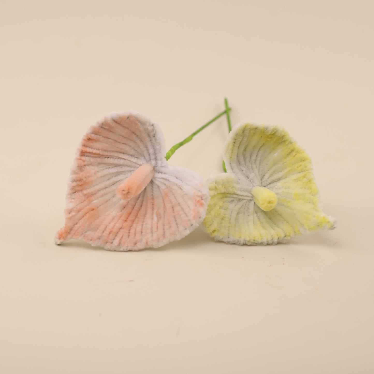 Anthuriums DIY Kit