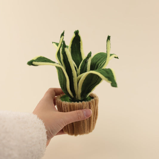 Snake Plant DIY Kit