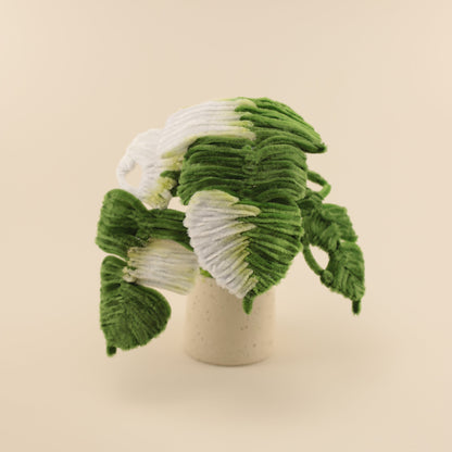 Monstera DIY Kit